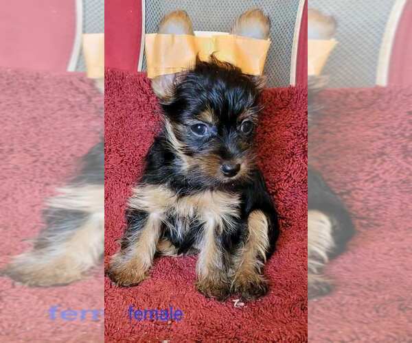 Medium Photo #7 Yorkshire Terrier Puppy For Sale in CONKLIN, NY, USA