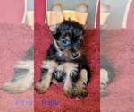Small #6 Yorkshire Terrier