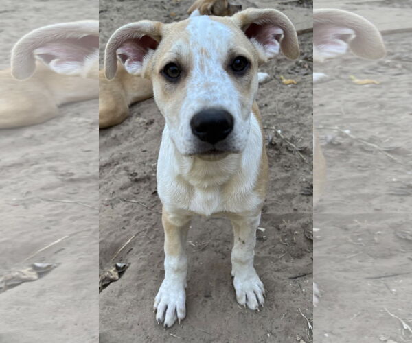 Medium Photo #4 Shepradors Puppy For Sale in McKinney, TX, USA