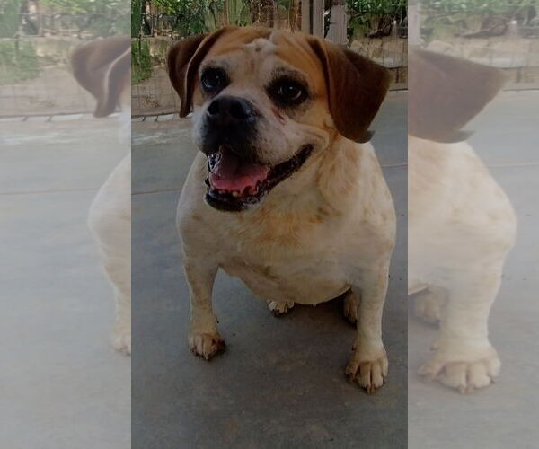 Medium Photo #3 Beabull Puppy For Sale in Apple Valley, CA, USA