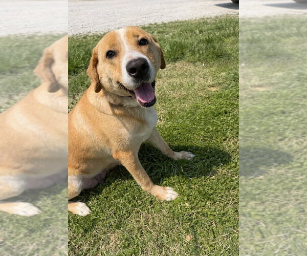 Medium Photo #3 Mutt Puppy For Sale in Evansville, IN, USA