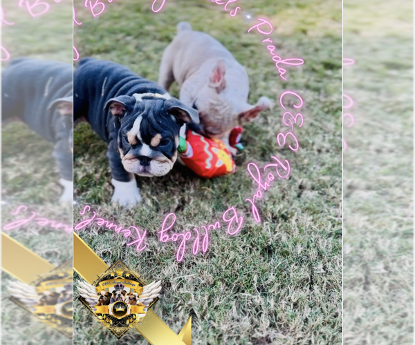 Medium Photo #9 English Bulldog Puppy For Sale in ATHENS, GA, USA