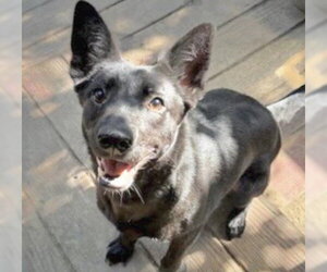 German Shepherd Dog-Unknown Mix Dogs for adoption in Houston, TX, USA