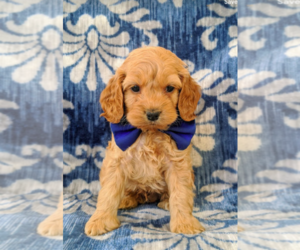 Cock-A-Poo Puppy for sale in NOTTINGHAM, PA, USA