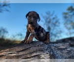 Small #15 Catahoula Leopard Dog