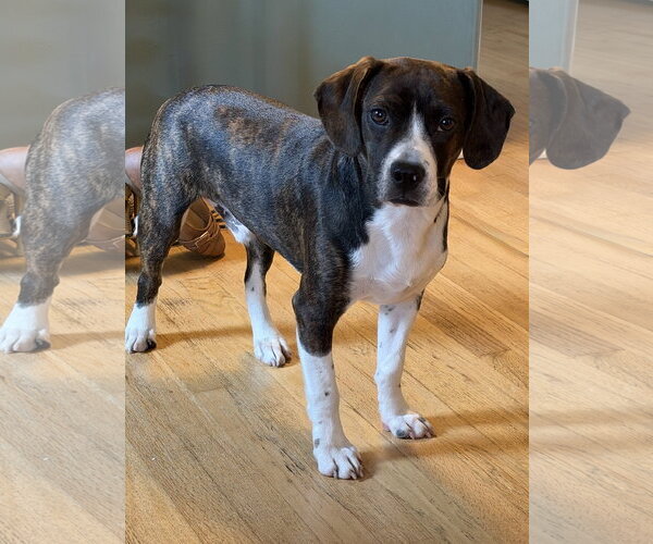 Medium Photo #1 Boglen Terrier Puppy For Sale in Omaha, NE, USA