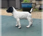 Puppy Bear German Shorthaired Pointer