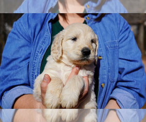 English Cream Golden Retriever-Poodle (Standard) Mix Puppy for sale in INMAN, SC, USA