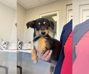 Scottish Collisky Dogs for adoption in Evansville, IN, USA