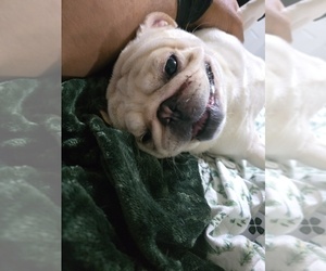 Father of the Pug puppies born on 09/10/2025