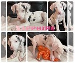 Small Photo #1 Great Dane Puppy For Sale in KANSAS CITY, MO, USA