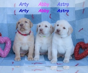 Labrador Retriever Litter for sale in BRIDGEWATER, VA, USA