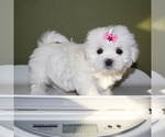 Small #4 Maltese