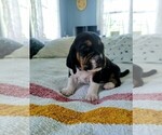 Small Photo #24 Basset Hound Puppy For Sale in PETERSBURG, IN, USA