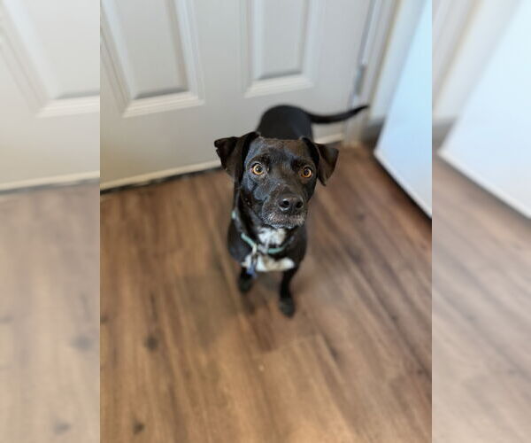 Medium Photo #9 Chiweenie Puppy For Sale in Rosenberg, TX, USA