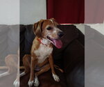 Small #5 Beagle