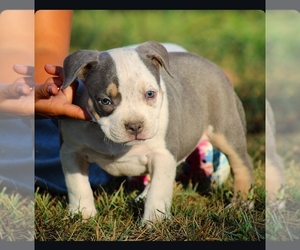 American Bully Puppy for sale in FREDERICKSBURG, VA, USA