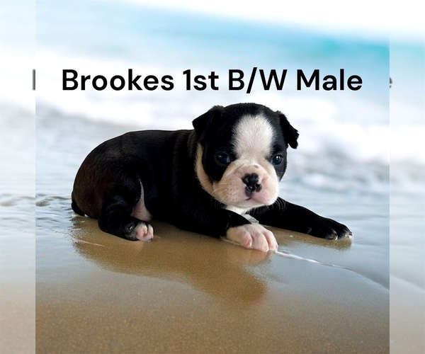 Medium Photo #2 Boston Terrier Puppy For Sale in EWING, KY, USA