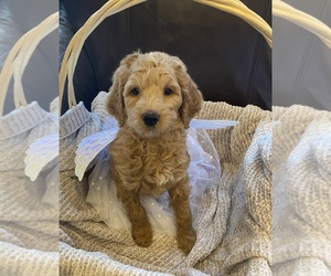 Goldendoodle-Irish Doodle Mix Puppy for sale in CHARLOTTESVILLE, VA, USA