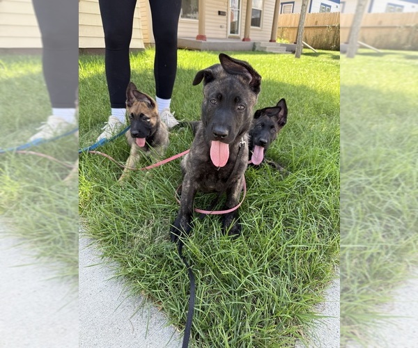 Medium Photo #1 Dutch Shepherd Dog-German Shepherd Dog Mix Puppy For Sale in SHERIDAN, WY, USA