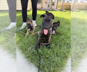 Medium Dutch Shepherd Dog-German Shepherd Dog Mix