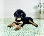 Small #4 Bernedoodle (Miniature)