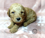 Small Photo #4 Goldendoodle Puppy For Sale in PAULINE, SC, USA