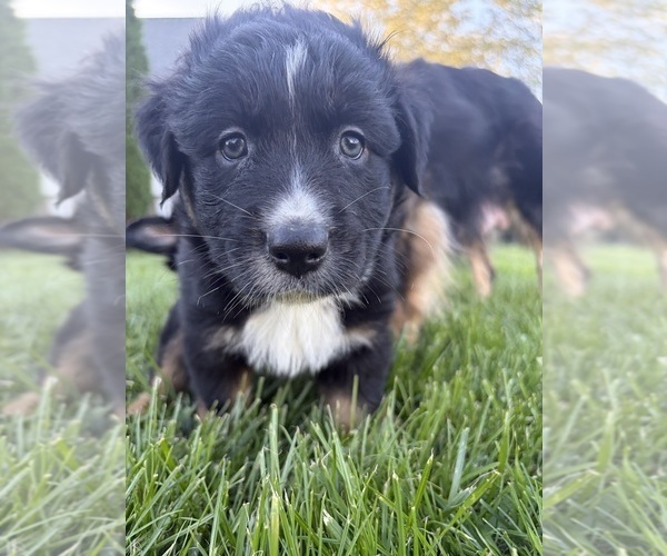 Medium Photo #1 Australian Shepherd Puppy For Sale in CROWN POINT, IN, USA