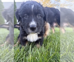 Australian Shepherd Puppy for sale in CROWN POINT, IN, USA