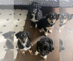 Small Photo #1 Australian Shepherd Puppy For Sale in LOCKPORT, NY, USA