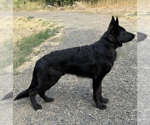Father of the German Shepherd Dog puppies born on 06/27/2026