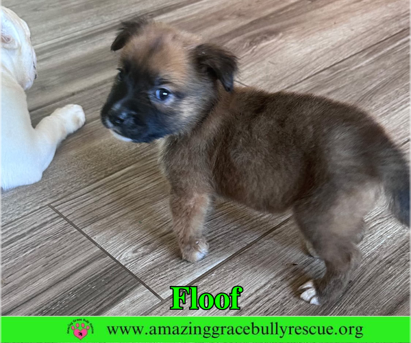 Medium Photo #2 Black Mouth Cur-Chow Chow Mix Puppy For Sale in Milton, FL, USA