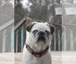 Small Photo #1 Pug Puppy For Sale in SAINT PAUL, MN, USA