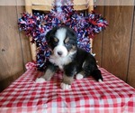 Puppy Helen Bernese Mountain Dog