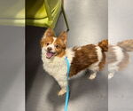 Small #10 Chi-Corgi