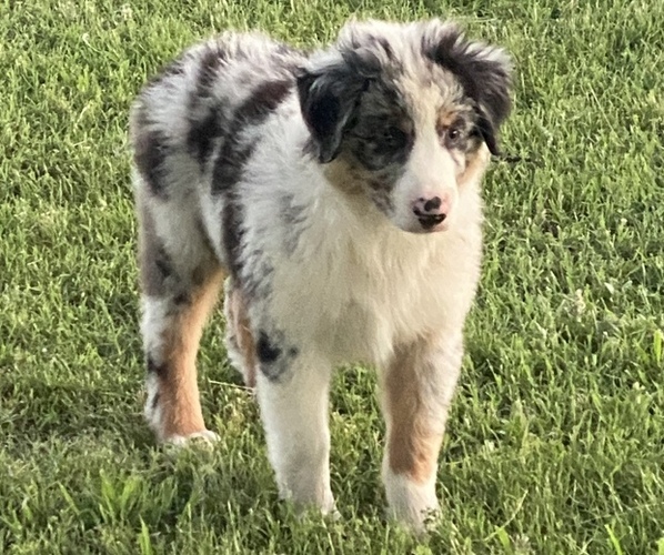 Medium Photo #1 Australian Shepherd Puppy For Sale in HOLDENVILLE, OK, USA