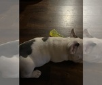 Small Photo #15 French Bulldog Puppy For Sale in KANSAS CITY, MO, USA