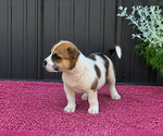 Puppy Kefir Australian Shepherd-Cardigan Welsh Corgi Mix