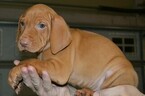 Small Photo #5 Vizsla-Weimaraner Mix Puppy For Sale in MILLBROOK, AL, USA