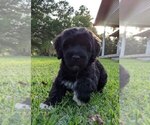Small Photo #3 Portuguese Water Dog Puppy For Sale in CALLAHAN, FL, USA
