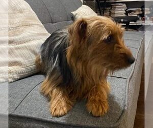 Mother of the Yorkshire Terrier puppies born on 01/29/2025