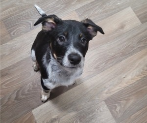Australian Cattle Dog-Labrador Retriever Mix Puppy for sale in TALLAHASSEE, FL, USA