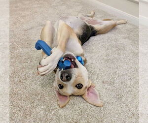 Labrador Retriever-Unknown Mix Dogs for adoption in Houston, TX, USA