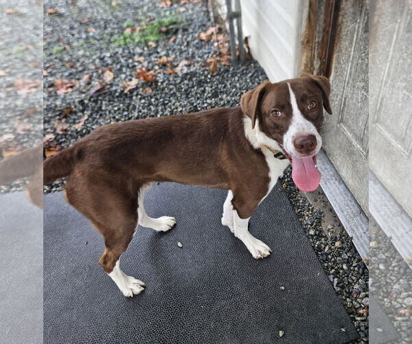 Medium Photo #1 Mutt Puppy For Sale in Thomasville, NC, USA