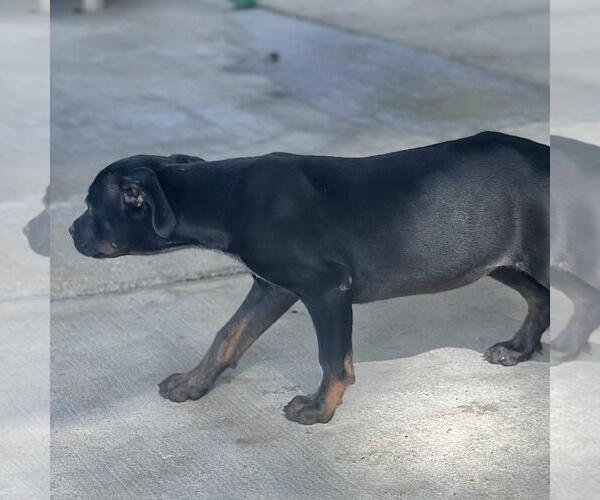 Medium Photo #3 Boxer-Unknown Mix Puppy For Sale in Yardley, PA, USA