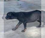 Small #2 Boxer Mix