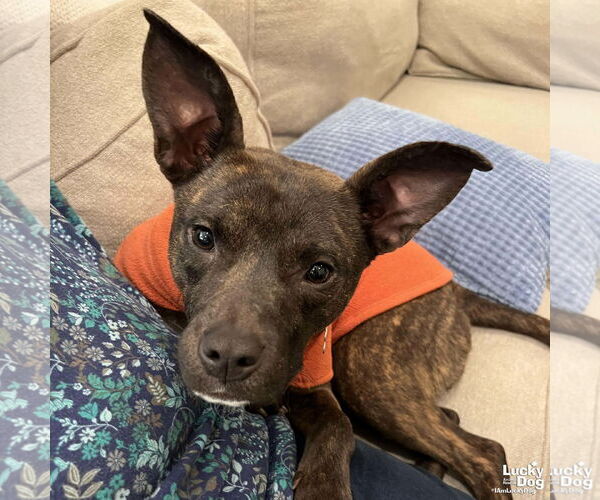 Medium Photo #8 Retriever -Unknown Mix Puppy For Sale in Washington, DC, USA