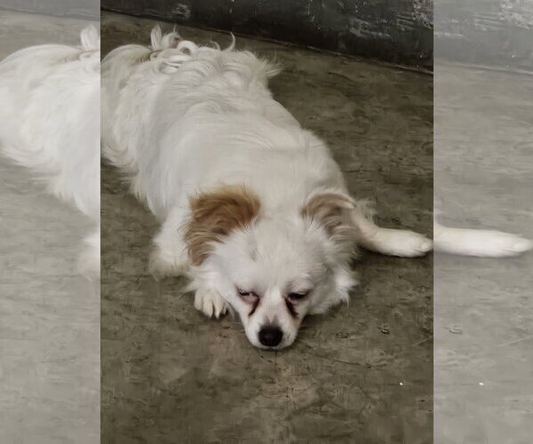 Medium Photo #6 Cavapom Puppy For Sale in Agoura Hills, CA, USA