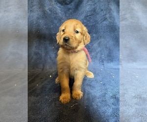 Golden Retriever Puppy for sale in BARNHART, MO, USA