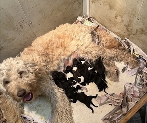 Mother of the Goldendoodle puppies born on 04/08/2023